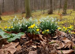 Winterlinge  Gelbe Pracht In Jena 2024 05